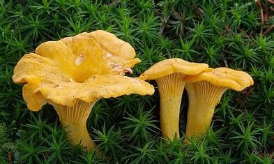 Parasiten Füchse im menschlichen Körper