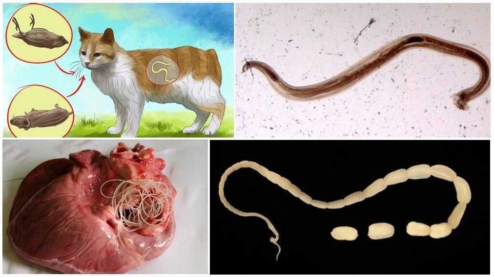 Wie gelangen Würmer in den Körper 