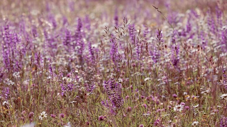 Salvia der Parasiten